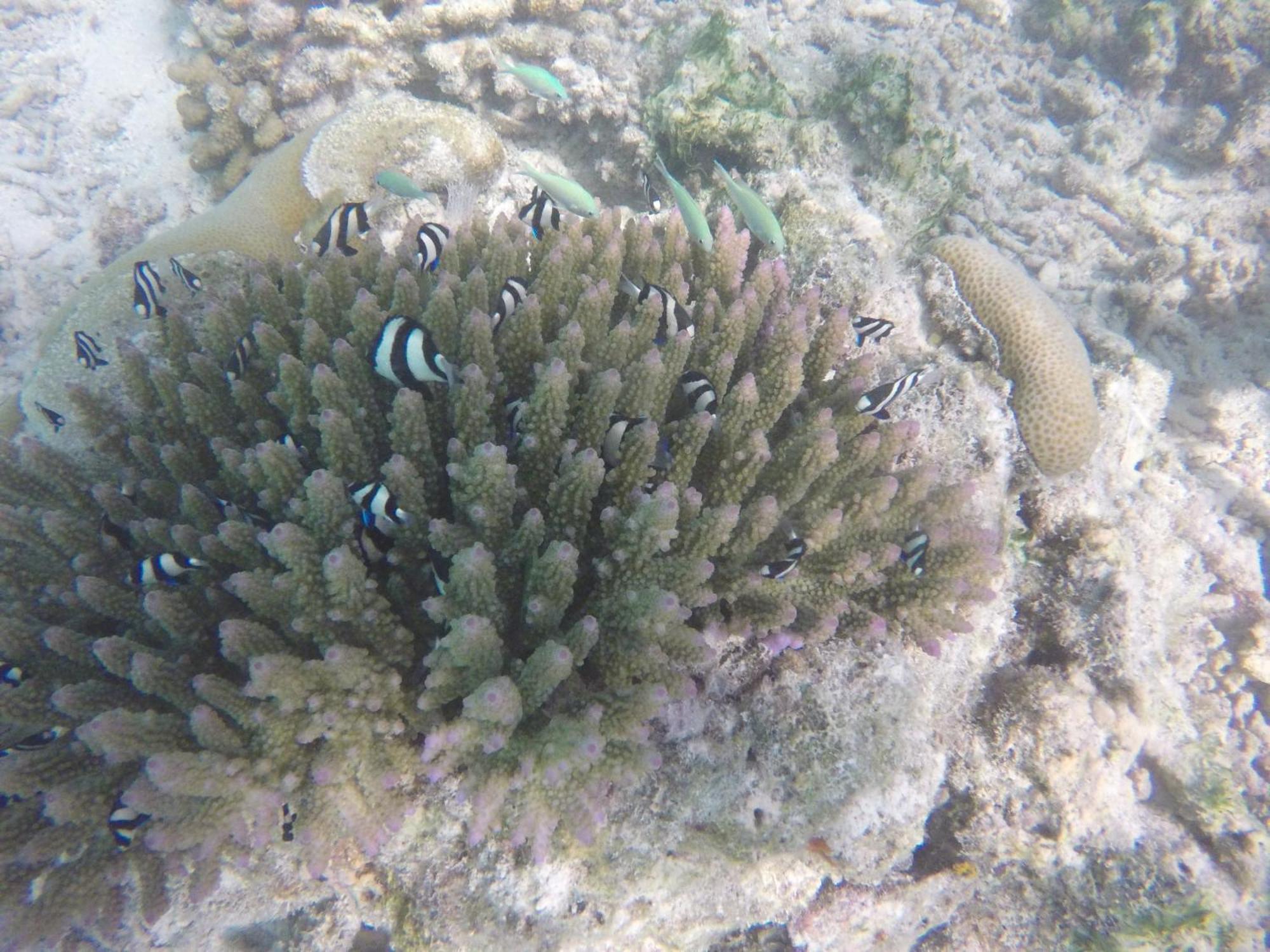 Kaafu Inn Guraidhoo Zimmer foto